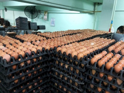 รับต้มไข่ไก่แก้บน - ณิชากมล ไข่สด (ขายส่งไข่ไก่ ประชาอุทิศ)