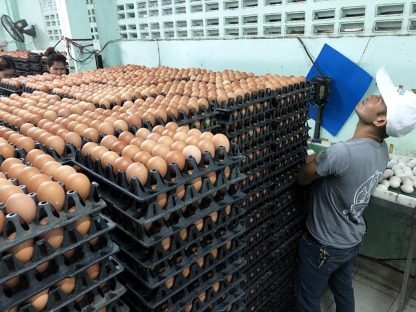 ขายส่งไข่ไก่สด - ณิชากมล ไข่สด (ขายส่งไข่ไก่ ประชาอุทิศ)