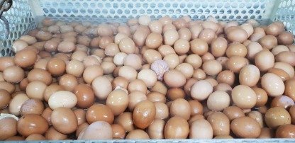 รับต้มไข่ไก่แก้บนกรุงเทพ - ณิชากมล ไข่สด (ขายส่งไข่ไก่ ประชาอุทิศ)