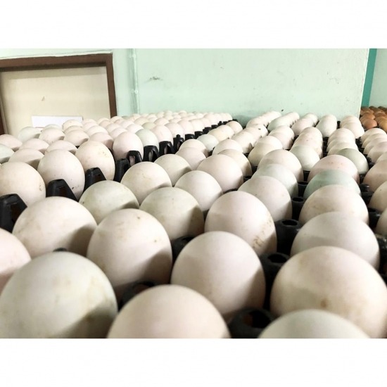 ณิชากมล ไข่สด (ขายส่งไข่ไก่ ประชาอุทิศ) - ขายไข่เป็ด กรุงเทพ