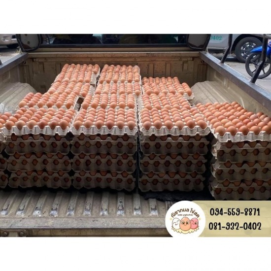 ณิชากมลไข่สด-พรชัย บุญส่งฟาร์ม (ขายส่งไข่ไก่) - ขายส่งไข่ไก่จากฟาร์ม