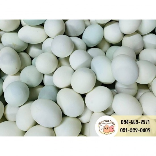 ณิชากมลไข่สด-พรชัย บุญส่งฟาร์ม (ขายส่งไข่ไก่) - ขายไข่เป็ด กรุงเทพ