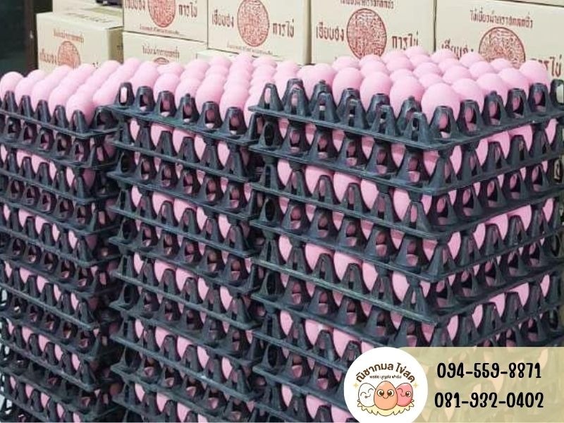 ขายส่งไข่เยี่ยวม้า