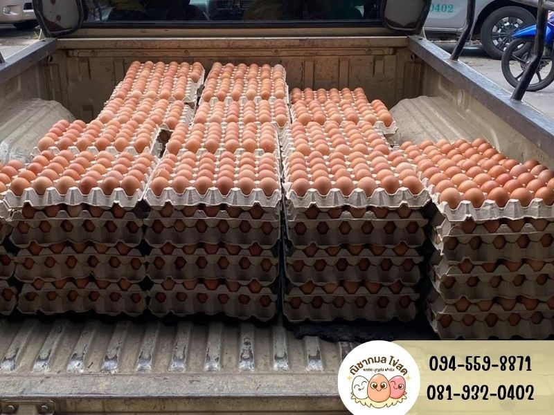 ขายส่งไข่ไก่ราคาถูก